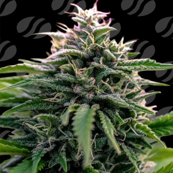 Creamzilla Auto > Original Sensible Seeds | Autoflowering Cannabis   |  Indica